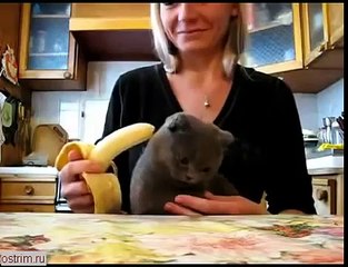 кошка очень любит есть бананы