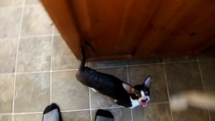 Ce chat a un miaulement juste HORRIBLE