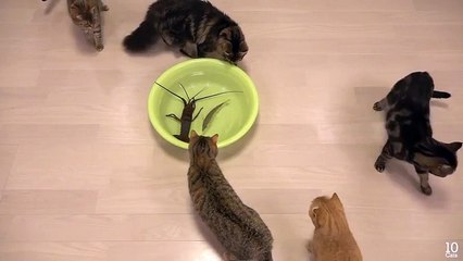 Коты и омар