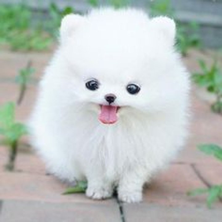 Funny Cute Baby Animal Videos Compilation