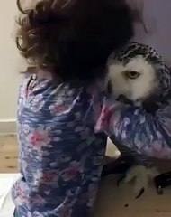 Adorable love Between Pet Owl and a Girl