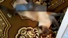 Массаж пылесосом для кота