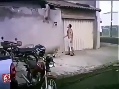 ПИТБУЛЬ залазит на стену, притяжение земли не для него