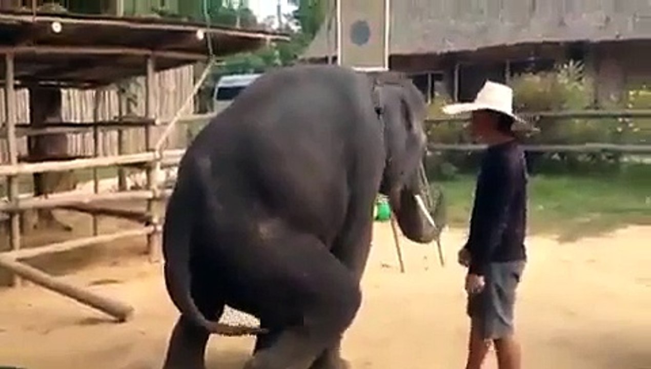HATHI KA DANS