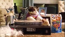 Cats are Crazy & We love them -- Funny Cats Compilation