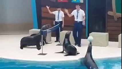 Sea Lions Playing Volleyball | AMAZING