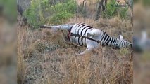 Dead Zebra Covers Leopard in Fluid