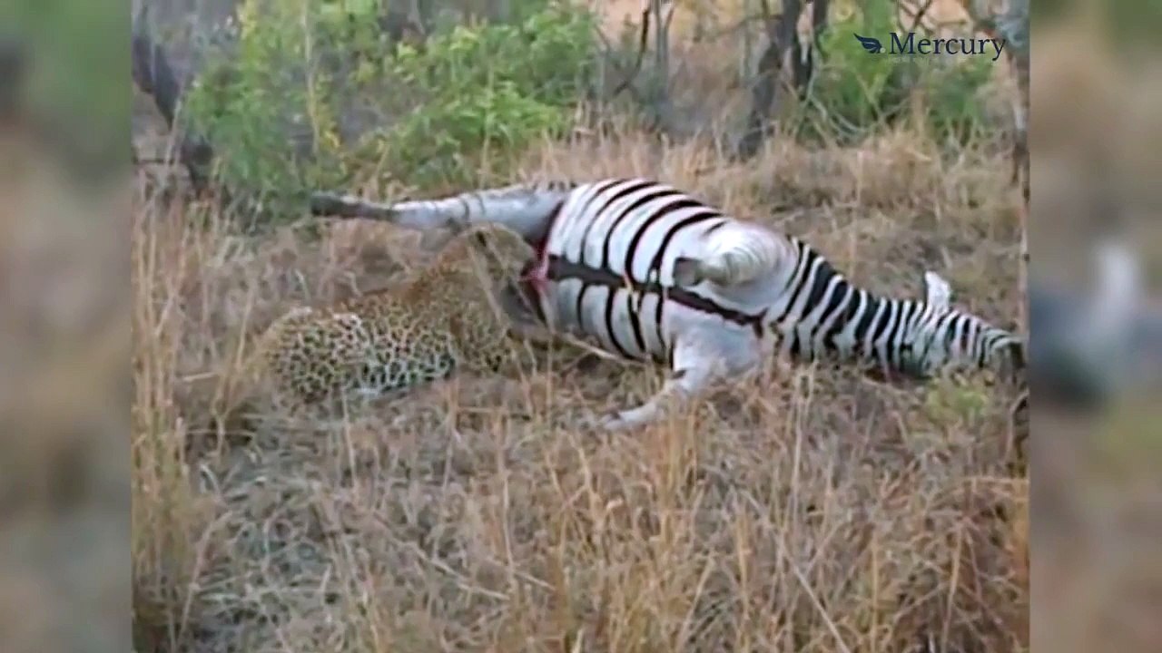Dead Zebra Covers Leopard in Fluid