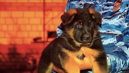 La Russie offre un chiot à la France après la mort de Diesel dans l'assaut à Saint-Denis