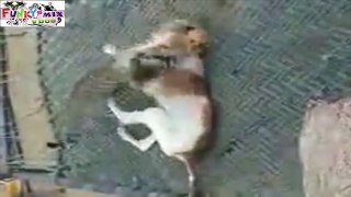 Funniest Cat vs Dog Fighting Video Very Funny