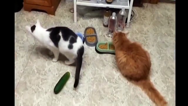 Коты и опасные огурцы