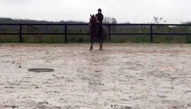 riviere jument SF de 10 ans