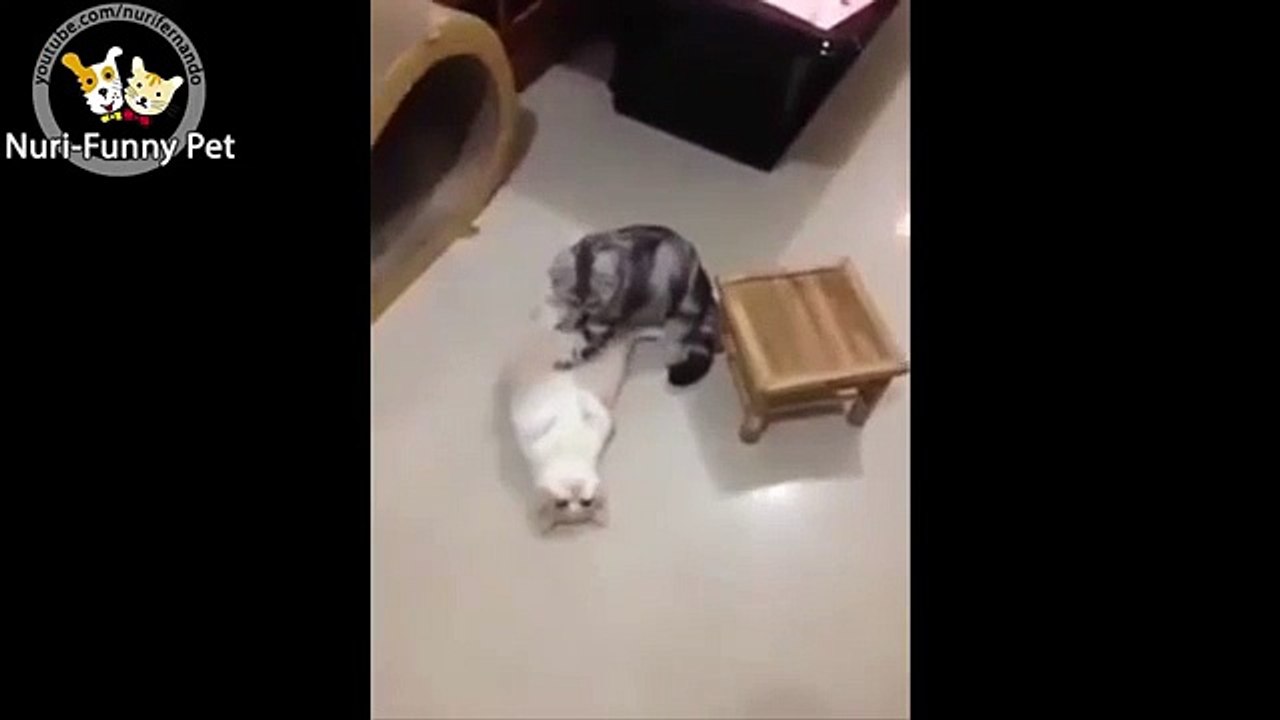 Funny Cat-Black Cat