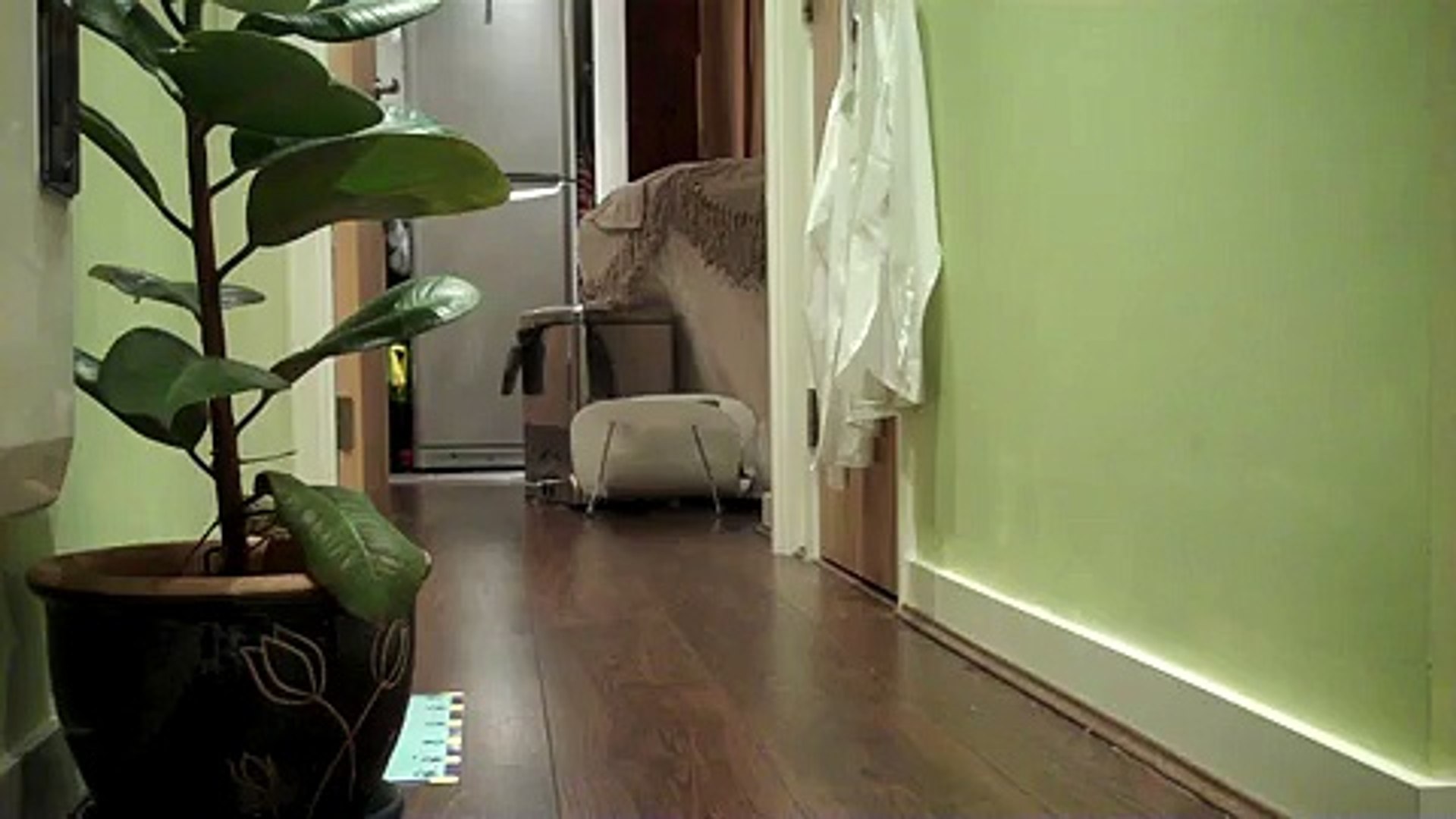 ⁣Funny Cat-Black Cat