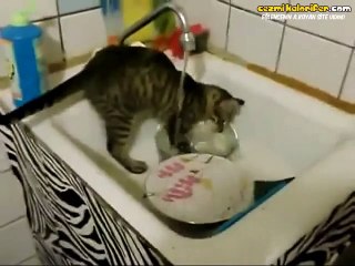 Kimseye Minnet Etmeden Kendi Kabını Yıkayan Kedi