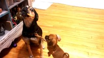 Puppy steals candy from older Dog and run to hide instantly