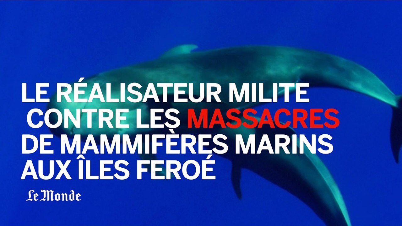Nager avec les baleines-pilotes