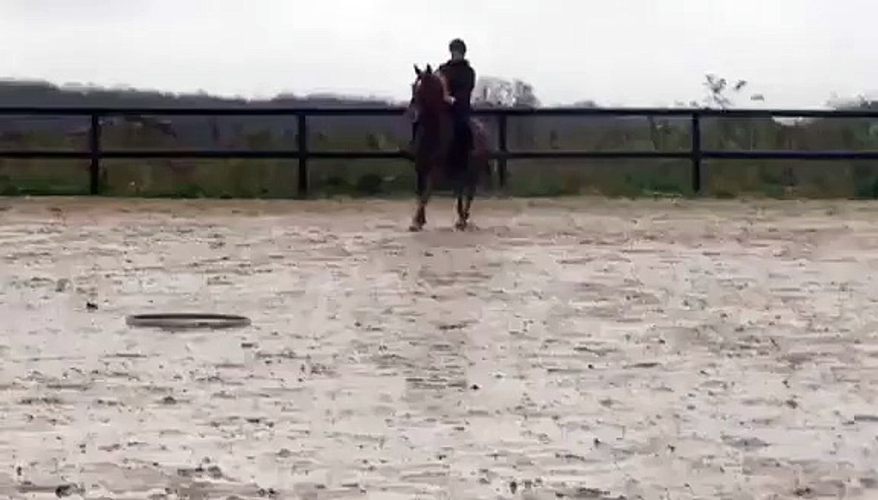 Jument à vendre 10 ans idéal amateur