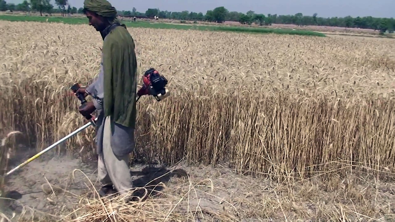 Wheat Cutting Tool Harvesting Crop video Dailymotion