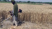 Wheat Cutting Tool - Harvesting Crop