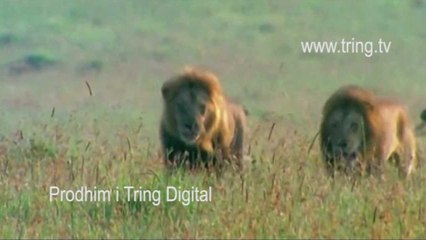 Albano komenton live