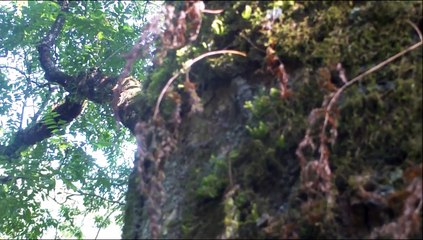 Cigales d'Uttarakhand