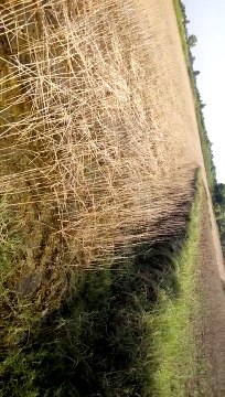 Flood In Pakistan 2015 deadly flood in River Indus at the district Layyah