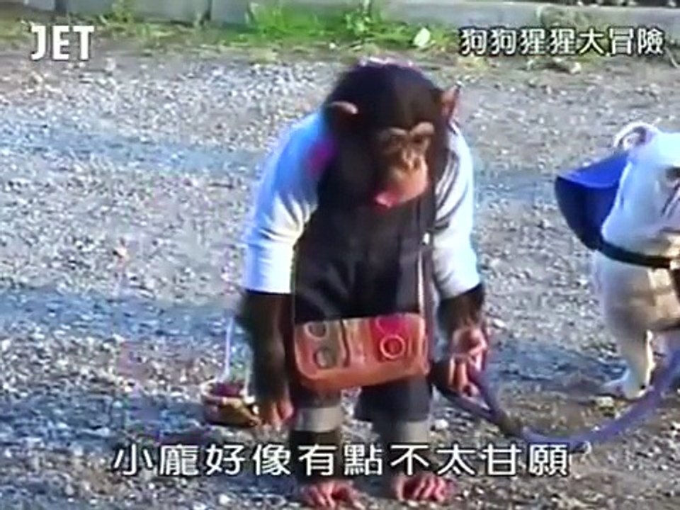 Pankun & James Pankun want to redo mission at the coast BUT engsub 狗狗猩猩大冒險