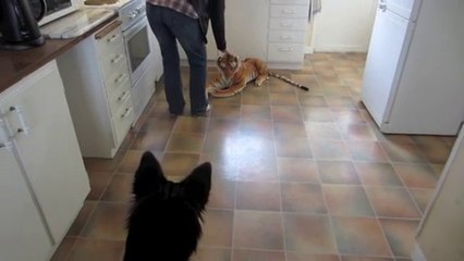 Un berger allemand effrayé par la peluche géante d'un tigre