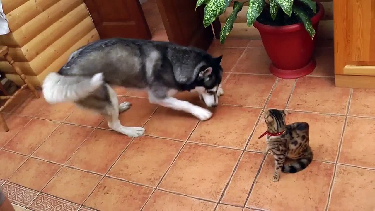 Un Husky trop mignon essaie d'être ami avec un chat.