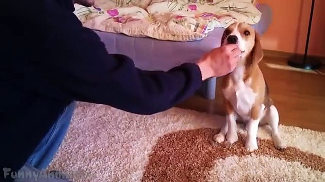 Funny Dogs Funny Dog Videos Compilation 2015 Funny Animals Videos