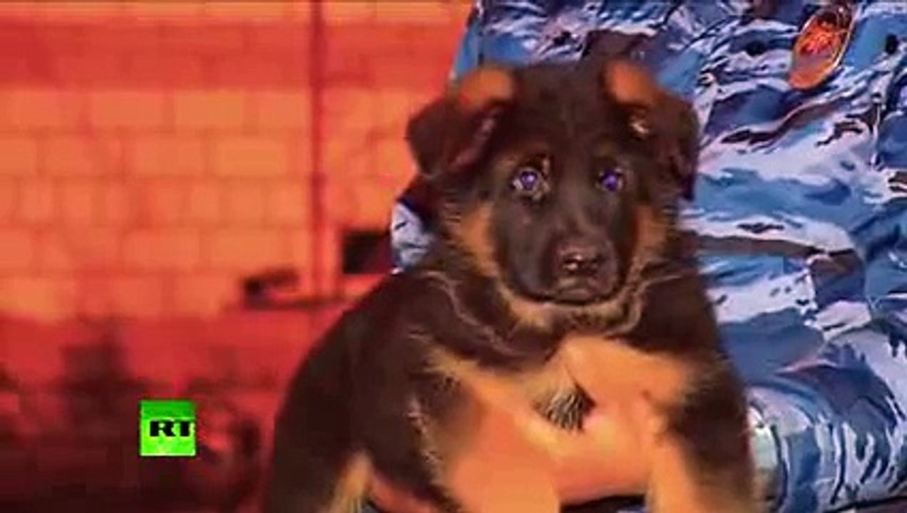 after france attack 2015 Russia to send Dobrynya to France after service dog killed in Saint-Denis raid 2015