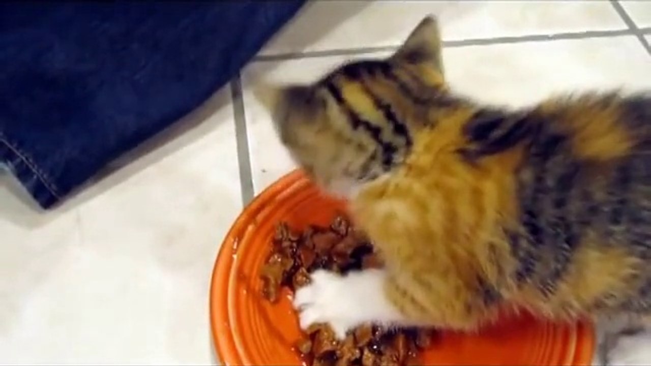 Un chaton trop mignon protège son