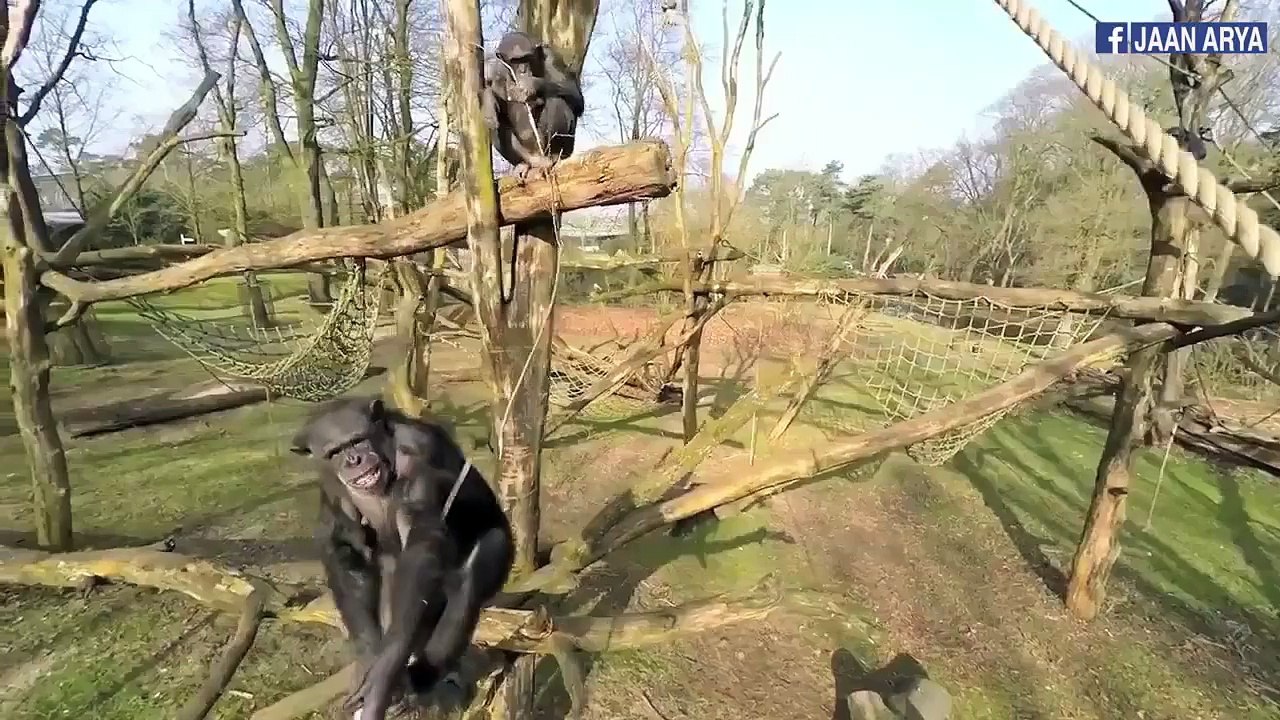 Animals Reactions to Drones