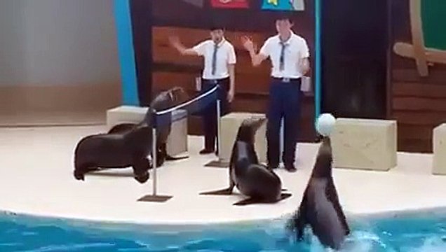 Sea Lions Playing Volleyball AMAZING