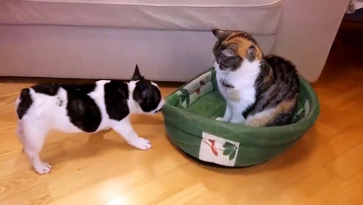 Ce pauvre chien s'est fait voler son panier par le chat de la maison...