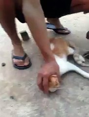 cat and mouse fight very funny
