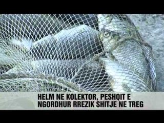 Hidhet nje sasi helmi ne lume - Vizion Plus - News - Lajme