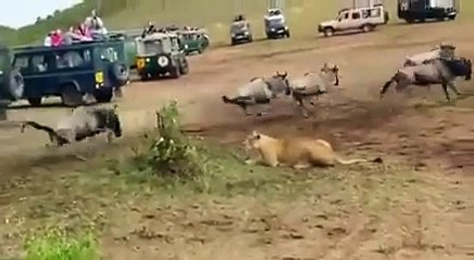 Absolutely amazing display lion  attack