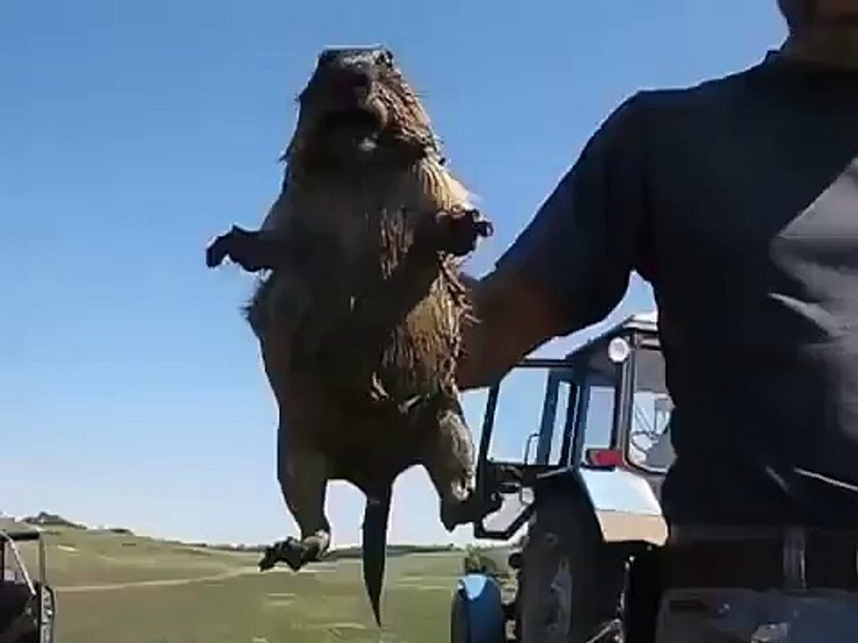 Scared groundhog able to scream like a woman/Испуганный сурок способен визжать, как женщина