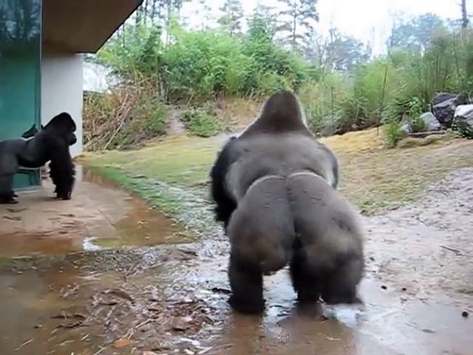 Indecision gorilla won the rain/Нерешительная горилла покорила под дождем