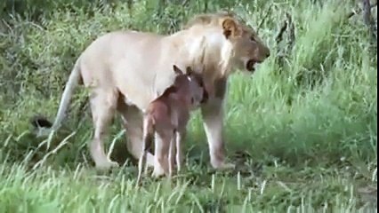 ایک شیر بچانے والا ہے جبکہ دوسرا شکار کرنے والا ۔۔ اللہ اکبر