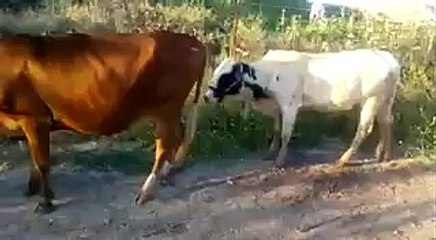 Haha Very Funny Cow Prank