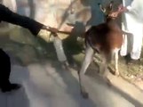 Funny Pathan Harkat With Donkey