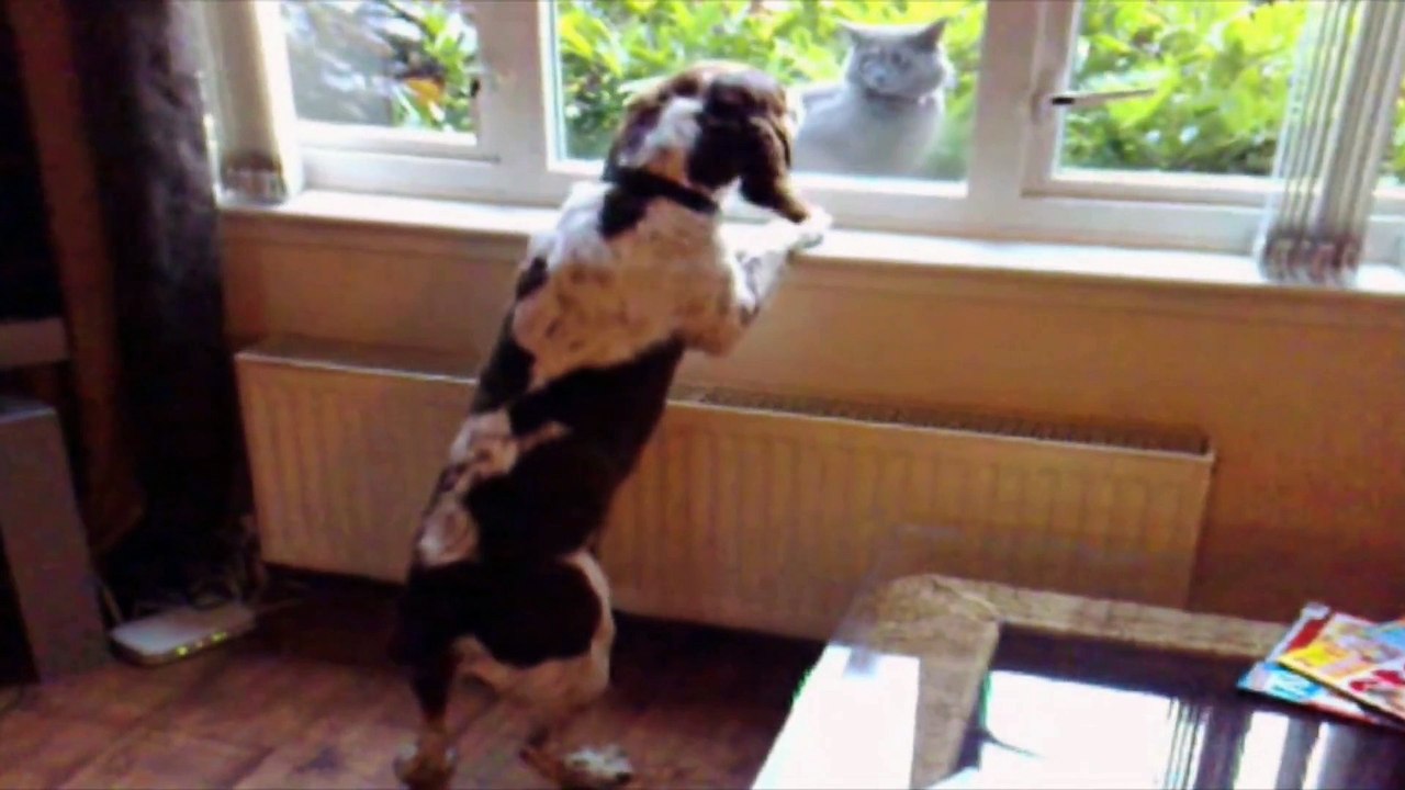 wwwCat Dog Rivalry Compilation