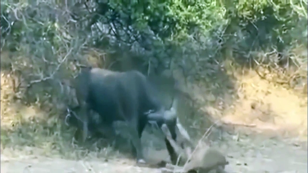 Lion vs Buffalo - Bloody Fight Real Fight to Death __ Amazing animal