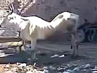 "..Allah Akbar.." - Adnan Ali Abbas