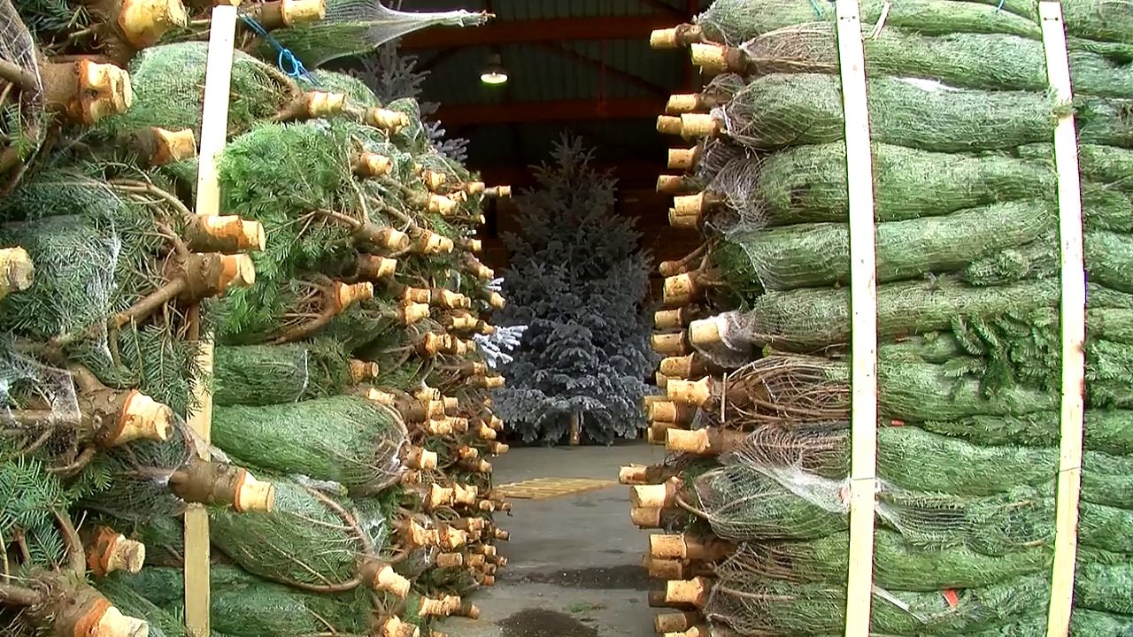 D!CI TV : Noël, le rush des sapins à la pépinière Robin du Champsaur (2014)