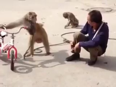 Ninja Monkey Steals Cigarette and Kicks Man - Awesome !