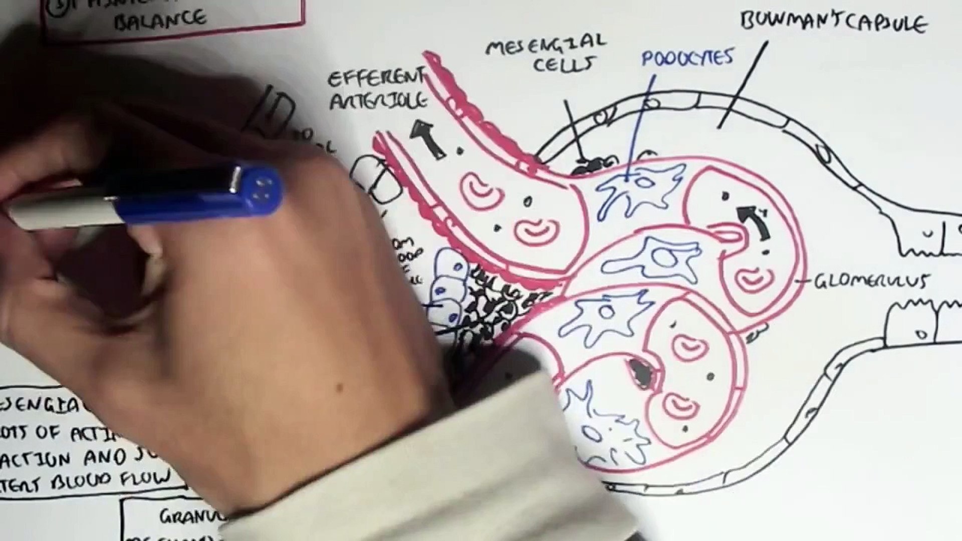 ⁣Nephrology - Kidney and Nephron Overview